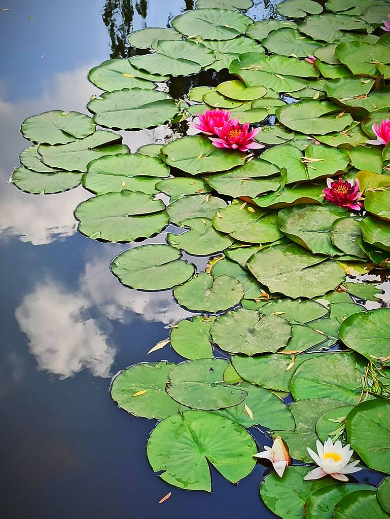 όμορφα άνθη λωτού στη λίμνη - Φωτογραφία, εικόνα