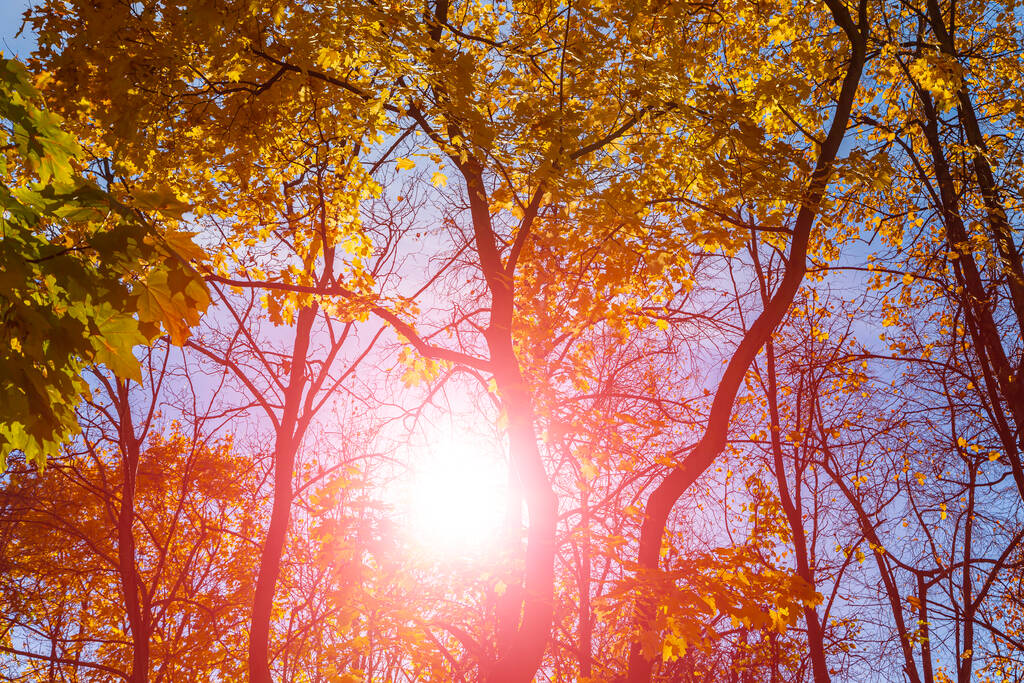 Ramas de arce con hojas amarillas en otoño, a la luz del sol. Fondo de hojas otoñales secas, follaje de arce dorado parque otoñal, naturaleza otoñal - Foto, Imagen