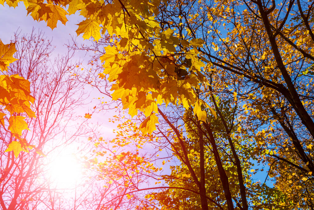 Ramas de arce con hojas amarillas en otoño, a la luz del sol. Fondo de hojas otoñales secas, follaje de arce dorado parque otoñal, naturaleza otoñal - Foto, imagen