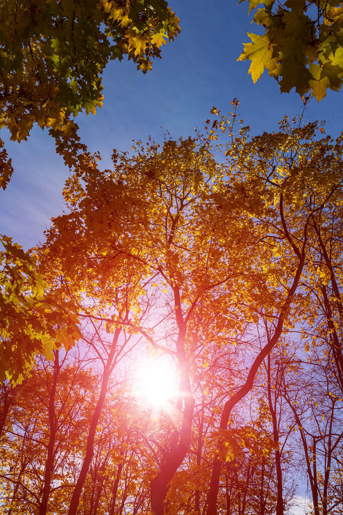 Κλαδιά σφενδάμου με κίτρινα φύλλα το φθινόπωρο, υπό το φως του ήλιου. Ξηρά φθινοπωρινά φύλλα φόντο, χρυσό φύλλωμα σφενδάμνου δέντρο φθινόπωρο πάρκο, φθινοπωρινή φύση - Φωτογραφία, εικόνα