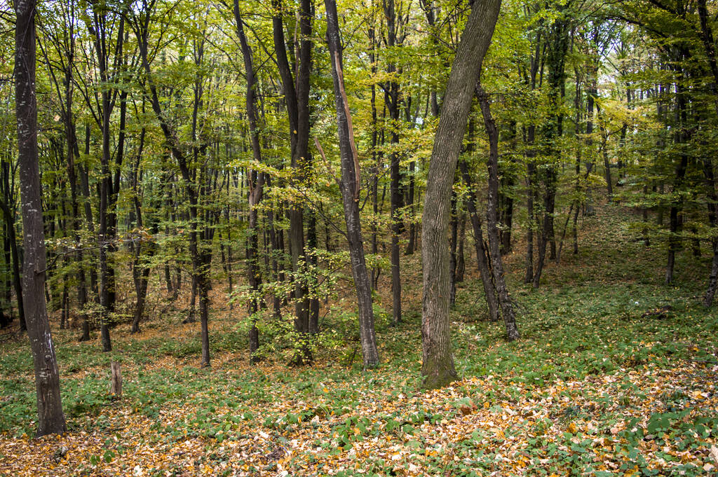 Красиві пейзажі лісу, покриті золотим опалим листям через свіжі зелені дерева в ранній весняний час
 - Фото, зображення