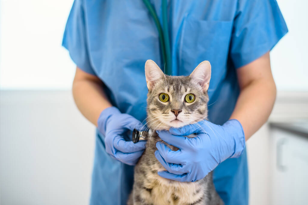Bayan veteriner, steteskoplu gri bir kediyi muayene ediyor. - Fotoğraf, Görsel