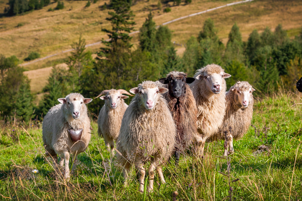 Rebaño de ovejas que pastan - Foto, Imagen
