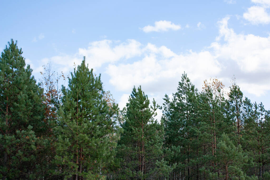 Floresta de coníferas em tempo brilhante e ensolarado. Árvores verdes sob um céu azul. - Foto, Imagem