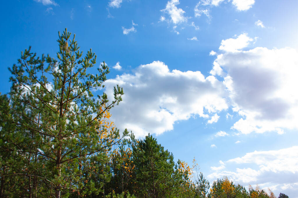 Vrcholky zelených jehličnatých stromů proti modré obloze s bílými mraky. Zelený les za jasného podzimního dne. - Fotografie, Obrázek