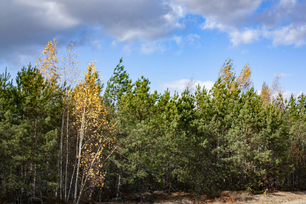 Gele, jonge berken midden in een groen naaldbos bij helder weer. Een bos glade op een zonnige, herfst dag. - Foto, afbeelding