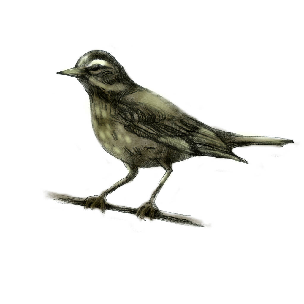 Lápiz ilustración candidiasis. Pájaro sentado del bosque dibujado con un lápiz. - Foto, Imagen