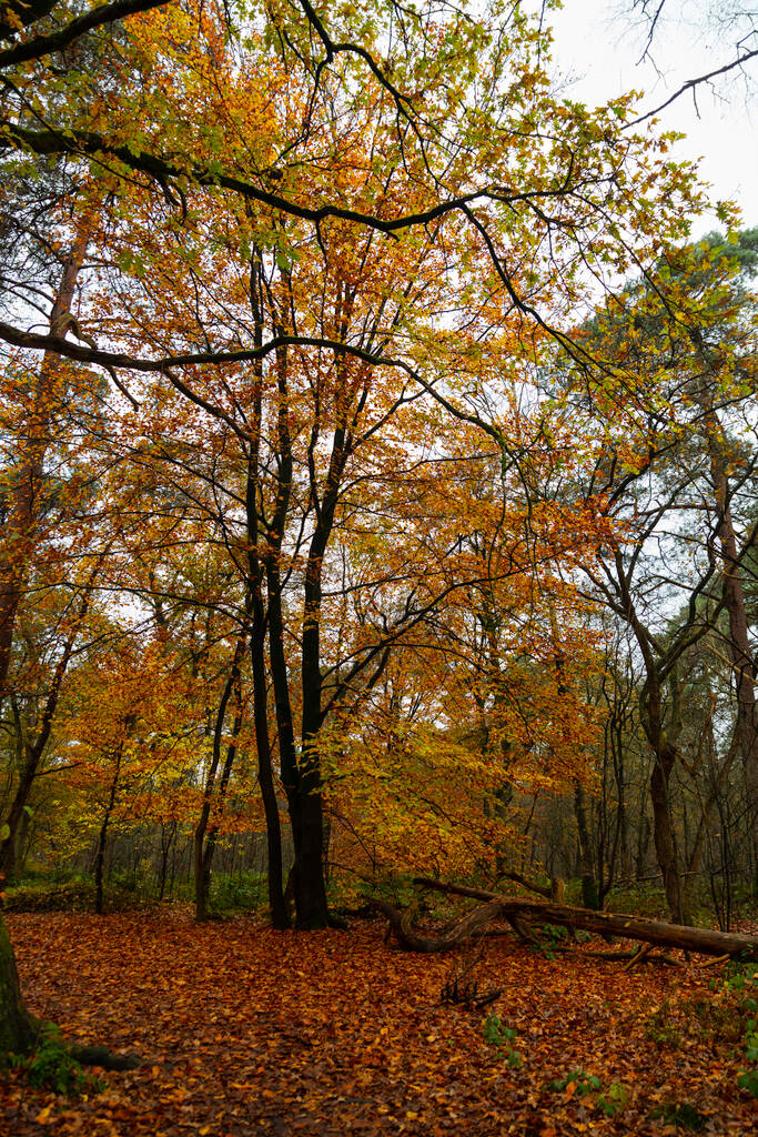 forêt avec toutes sortes de couleurs en automne - Photo, image