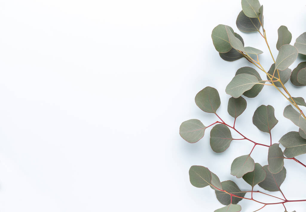 Green leaves eucalyptus on pastel background. flat lay, top view. - Photo, Image
