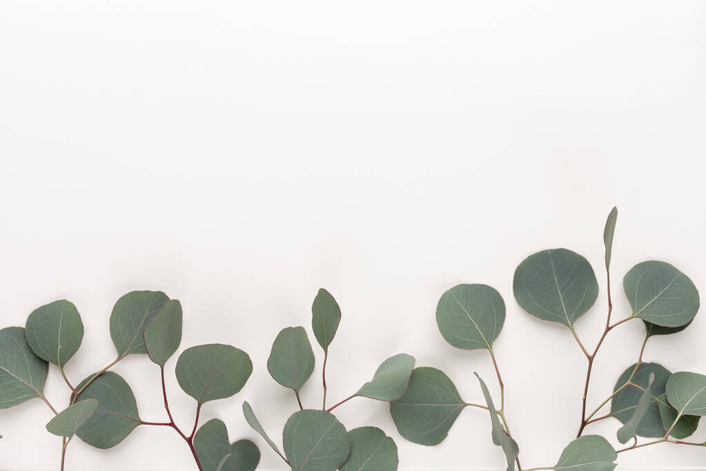 Groene bladeren eucalyptus op pastelachtergrond. vlakke lay, bovenaanzicht. - Foto, afbeelding
