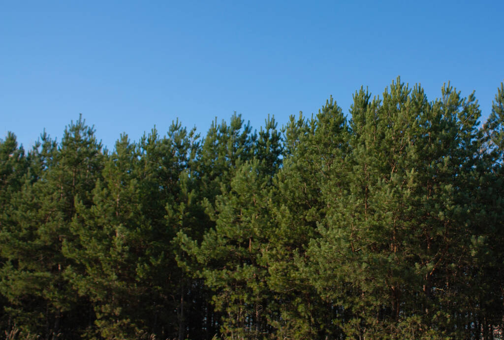 Coniferous green trees against a blue sky. Autumn landscape on a bright sunny day. - Photo, Image