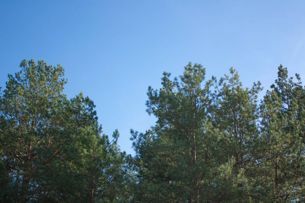 Le cime dei pini verdi contro il cielo blu. Bellissimo paesaggio in una giornata di sole luminoso. - Foto, immagini