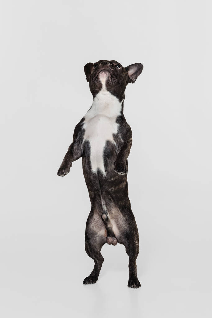 Retrato de lindo perrito, bulldog francés de pie, jugando aislado sobre fondo de estudio blanco. Animal, veterinario, concepto de cuidado - Foto, Imagen