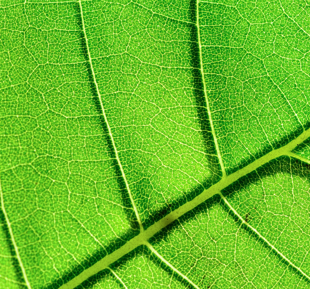 Макро-кадр из листьев
 - Фото, изображение