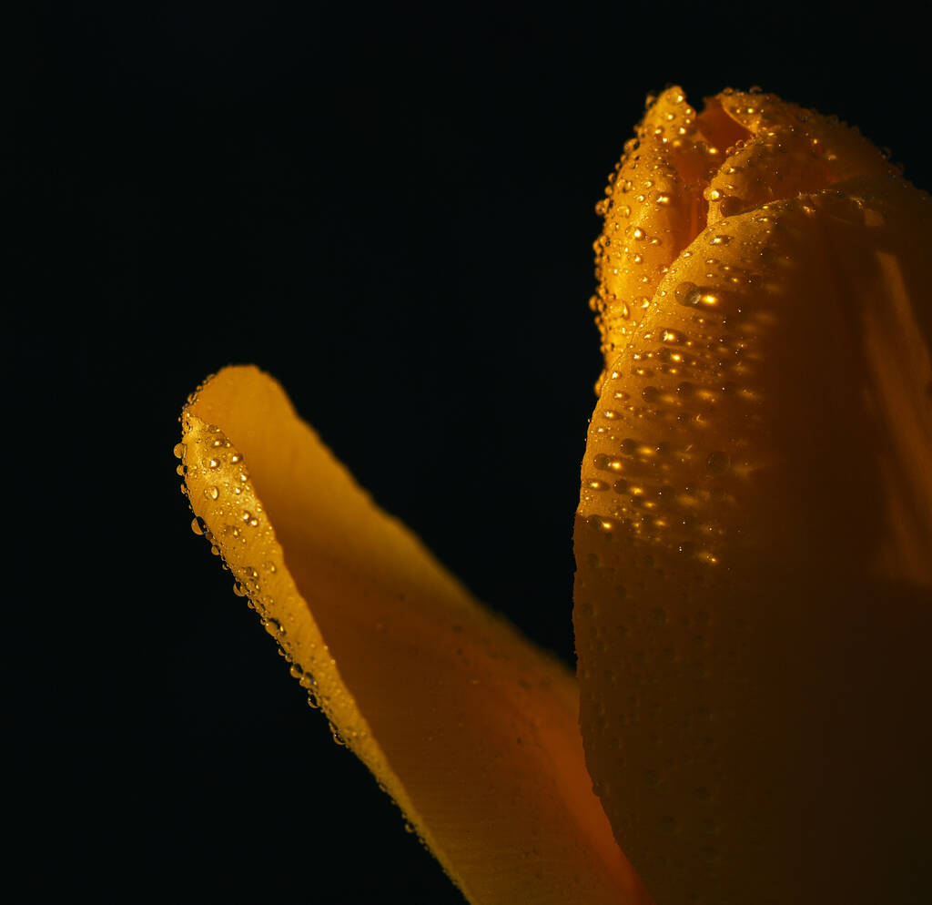 Detailní záběr žlutého tulipánu na černém pozadí - Fotografie, Obrázek