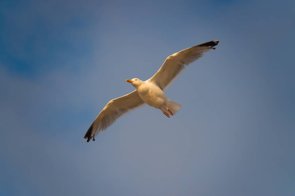 Um close up de uma gaivota voando no céu azul nublado - Foto, Imagem