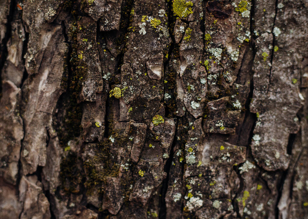 The texture of the tree bark. Tree in the park close-up. Relief texture and background. Forest and nature. - Photo, Image