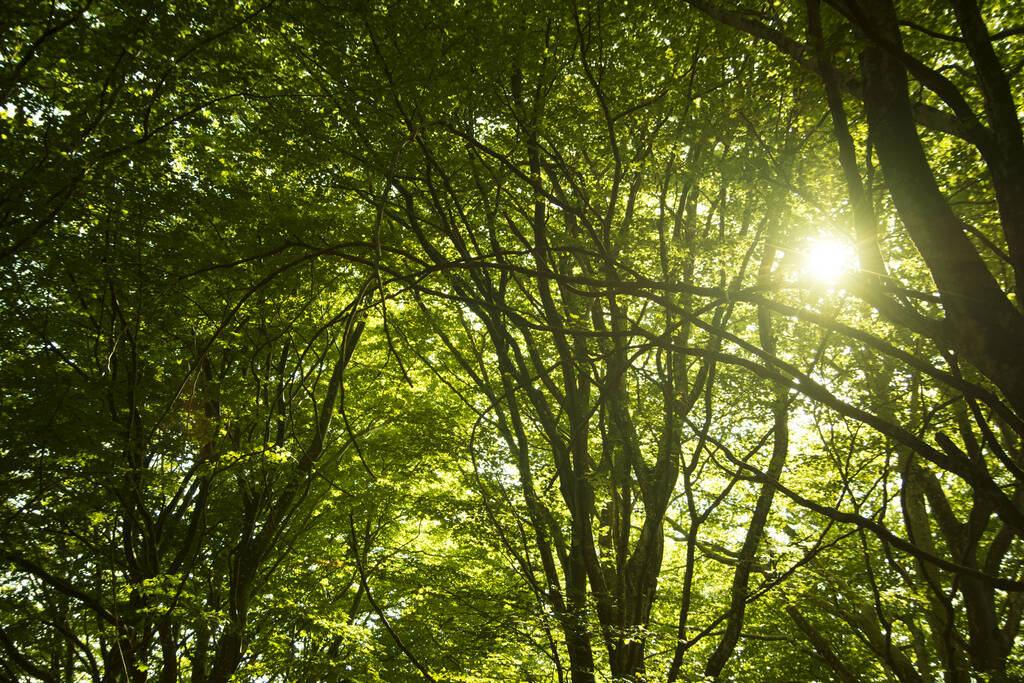 Uma floresta coberta de árvores e vegetação sob a luz do sol durante o pôr do sol - Foto, Imagem
