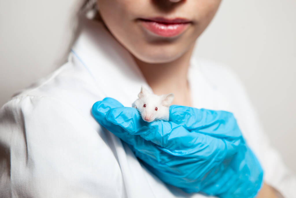 Um pequeno rato branco de laboratório com olhos vermelhos na mão de um cientista numa luva de borracha azul. Mulher coloca experimentos em um rato de laboratório. - Foto, Imagem