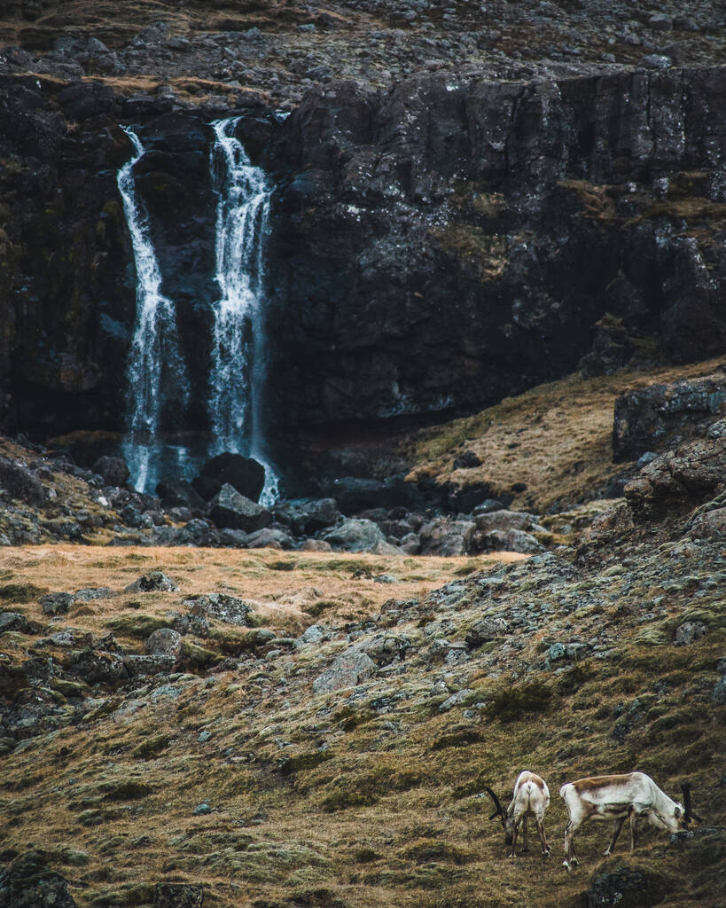 Una manada de renos pastando junto a una cascada - Foto, imagen
