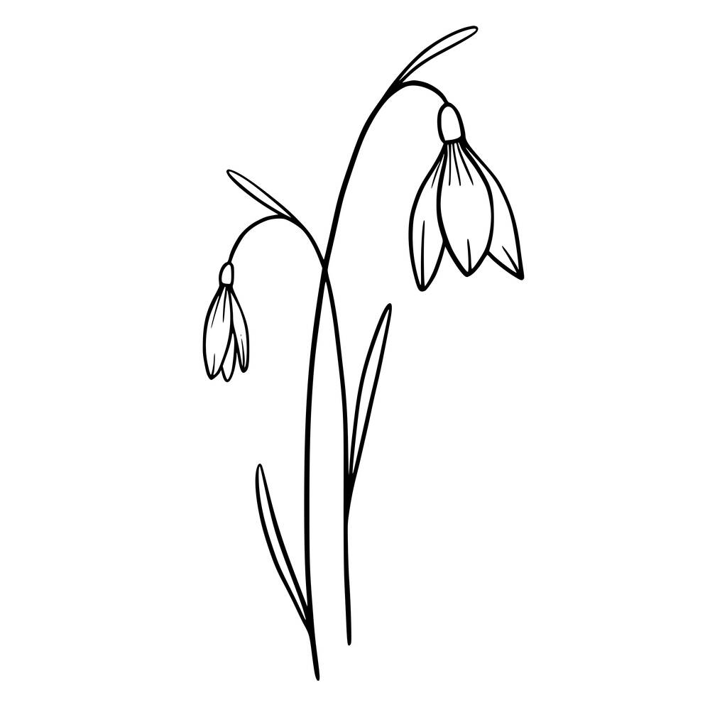  Fiori di bucaneve su sfondo bianco. Illustrazione disegnata a mano di un fiore di bucaneve di primavera. Disegno, line art, inchiostro, vettore. - Vettoriali, immagini