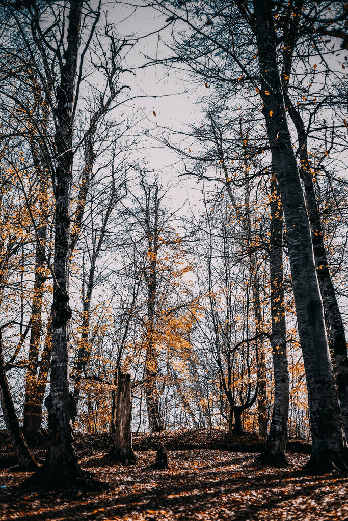 Вертикальный снимок леса, покрытого сушеными листьями и голыми деревьями осенью в Дилижане, Армения - Фото, изображение