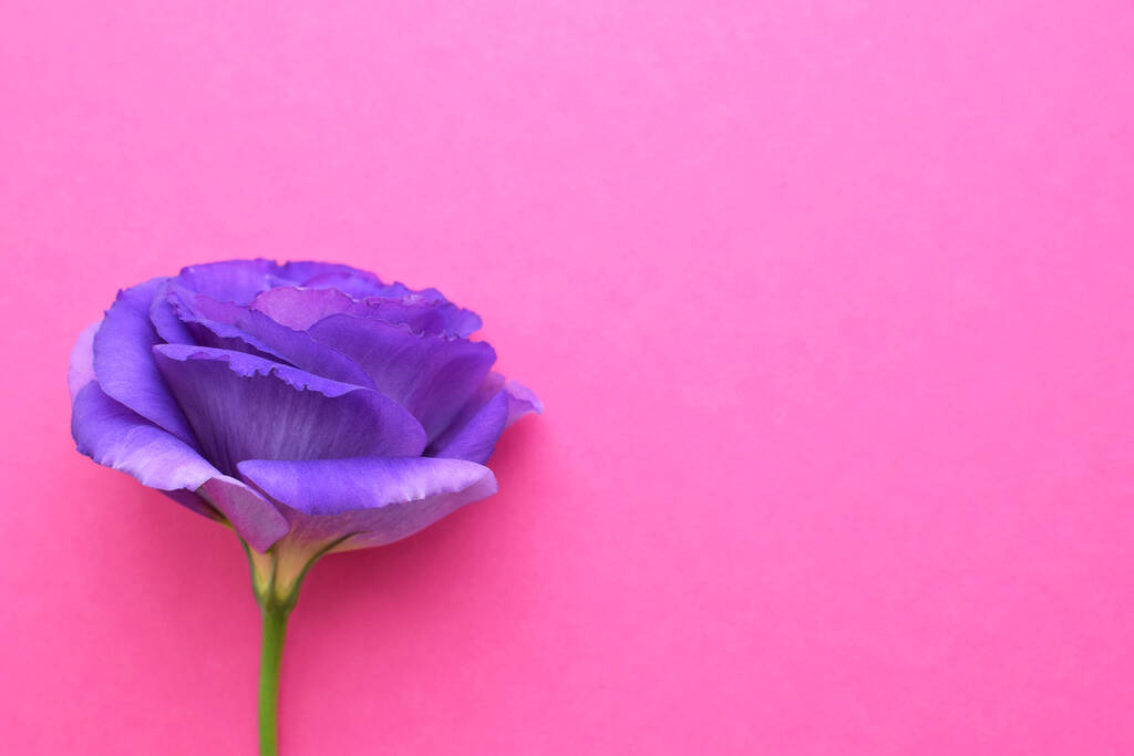 Krásná fialová eustoma květ (lisianthus) v plném květu se zelenými listy na růžovém pozadí. Kopírovat prostor - Fotografie, Obrázek