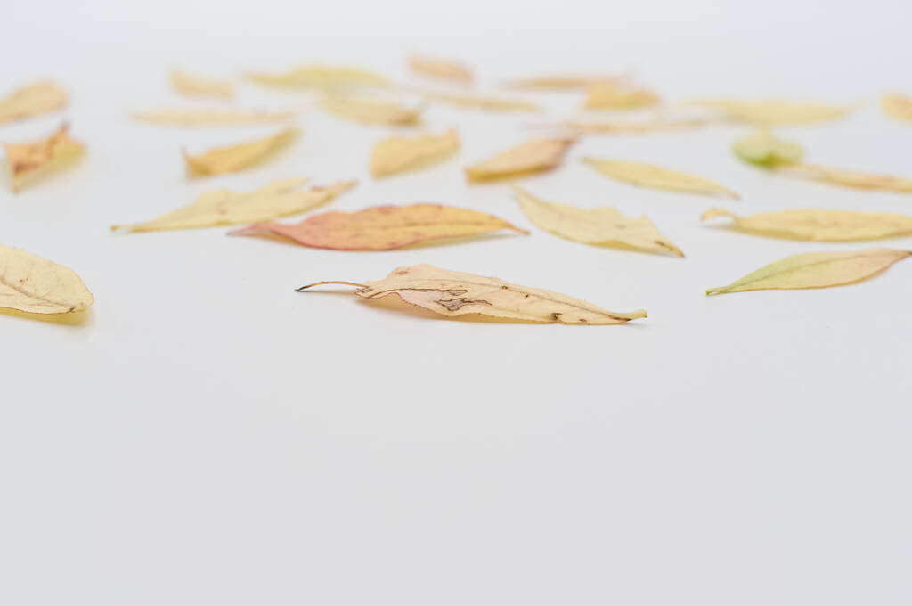 dekorativní pozadí se žlutými podzimními listy na bílém pozadí s textovým prostorem - Fotografie, Obrázek
