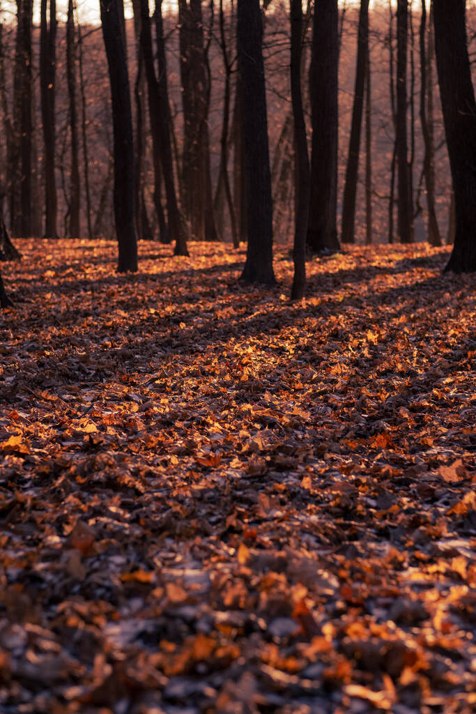  森の中の幻想的な秋 - 写真・画像