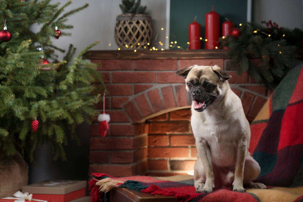 perro junto a la chimenea, el estado de ánimo de Navidad. Lindo pug en interiores de vacaciones. - Foto, Imagen