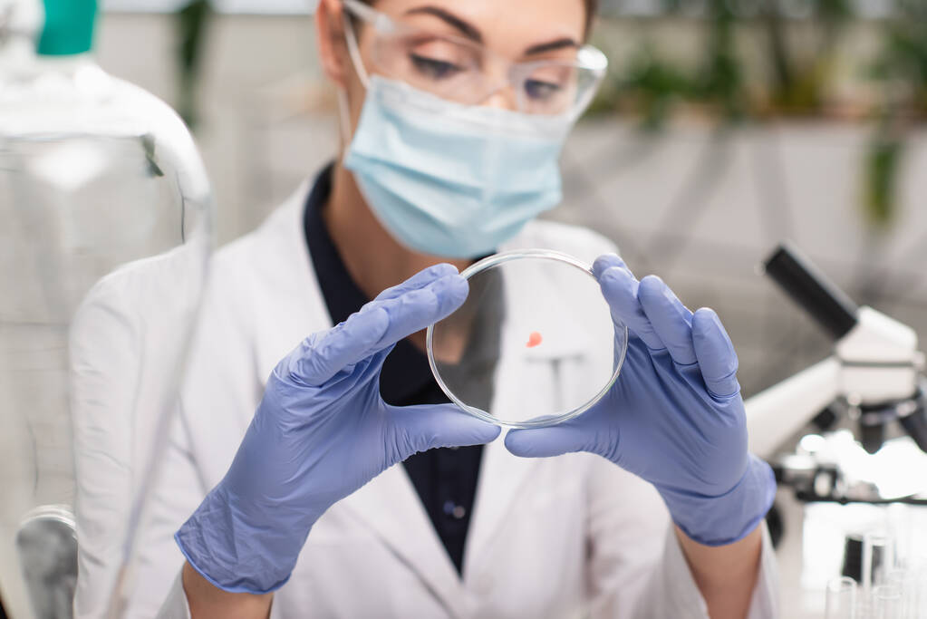 Petri dish in hands of blurred scientist in latex gloves in lab  - Photo, Image