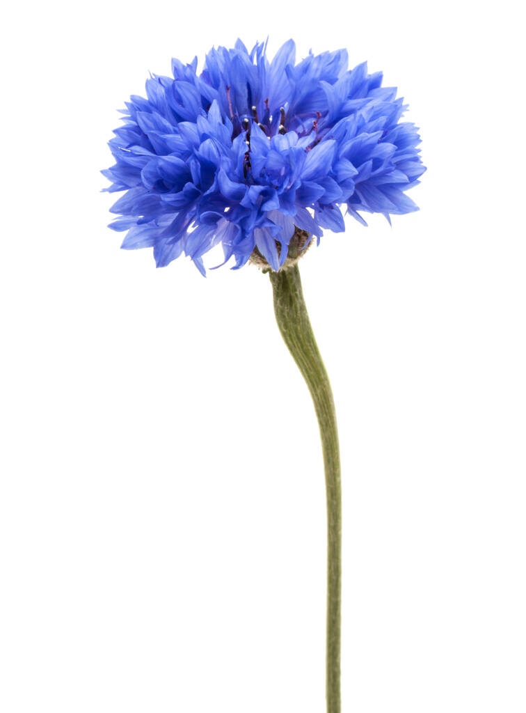Azul Cornflower Herb ou solteiro botão flor cabeça isolada no fundo branco recorte
 - Foto, Imagem
