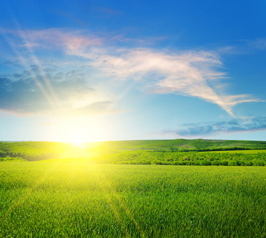 Champ de blé vert et lever de soleil brillant à l'horizon. - Photo, image