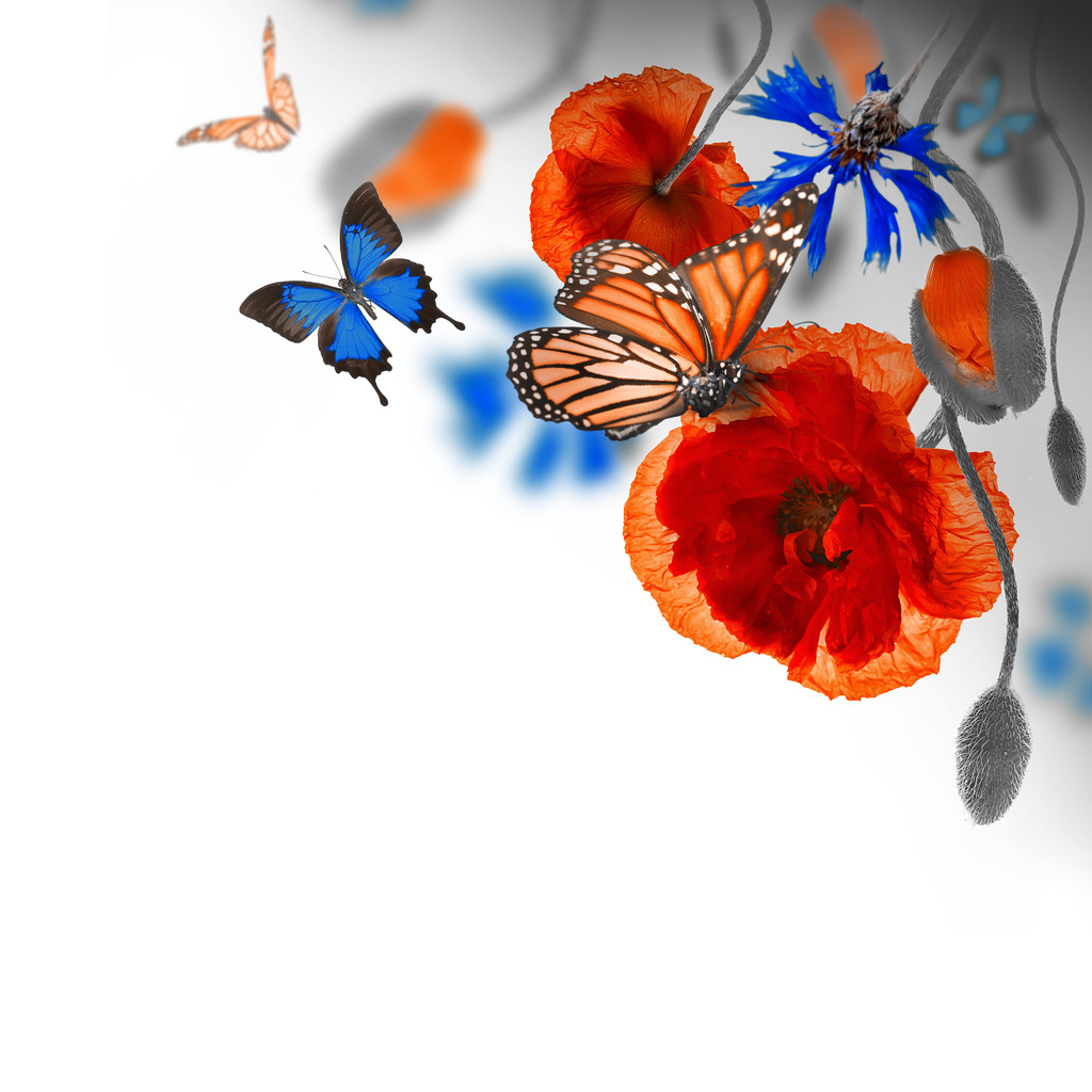 Mohn, Kornblumen und Schmetterling - Foto, Bild