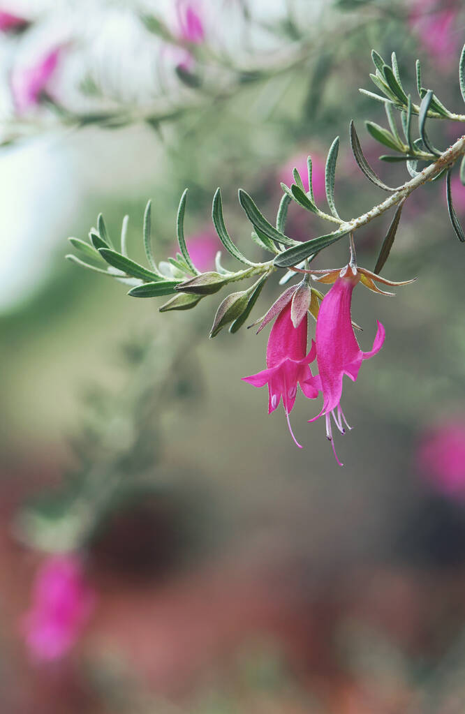 Розовые цветы засухи выносливые австралийские коренные Warty Fuchsia Bush, Eremophila latrobei, из семейства фиктивных Scrophulariaceae. Эндемик Западной Австралии. Также известный как Latrobes Emu Bush - Фото, изображение