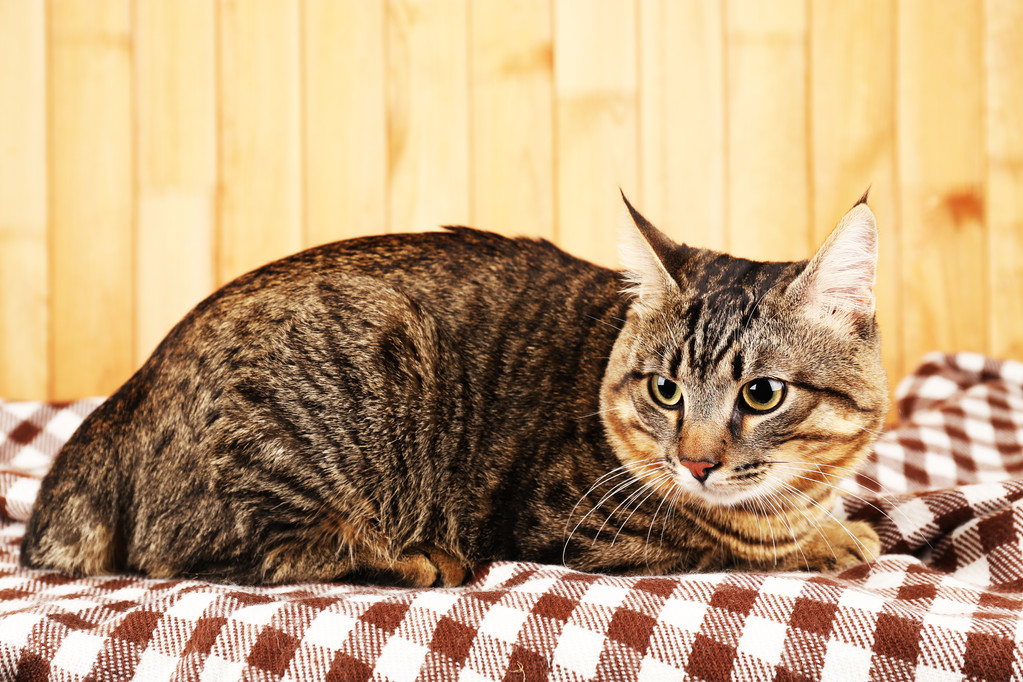 graue Katze auf Decke - Foto, Bild