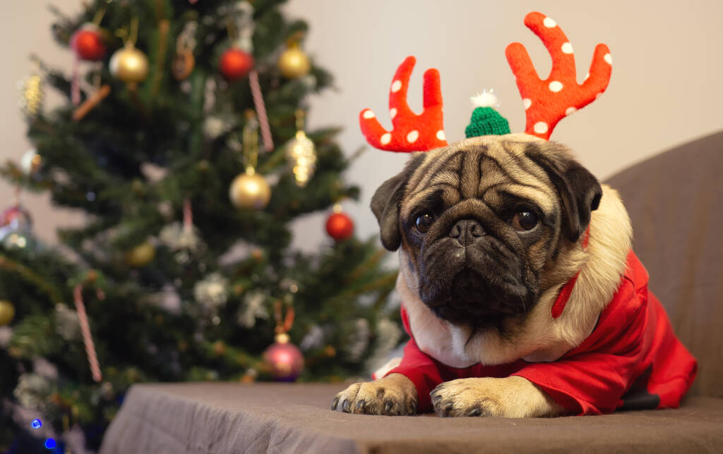 Lindo perro pug de Navidad está acostado en cornamentas de ciervo sombrero y esperando las vacaciones en casa. Feliz Navidad y Feliz Año Nuevo. tarjeta con espacio de copia. - Foto, imagen