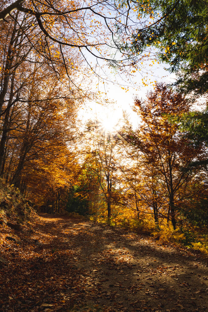 Foresta di faggio di Sao Loureno, foglie di sentiero cadono nel paesaggio terra su sfondo autunnale nel mese di novembre, Manteigas, Portogallo. - Foto, immagini
