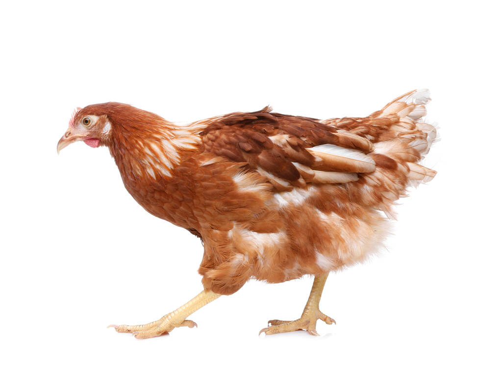 Hermoso pollo sobre fondo blanco. Animales domésticos
 - Foto, Imagen