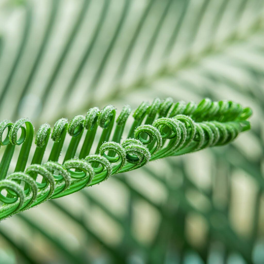 Primer plano de la hoja verde de la palmera de sago en primavera, gotas de agua - Foto, imagen