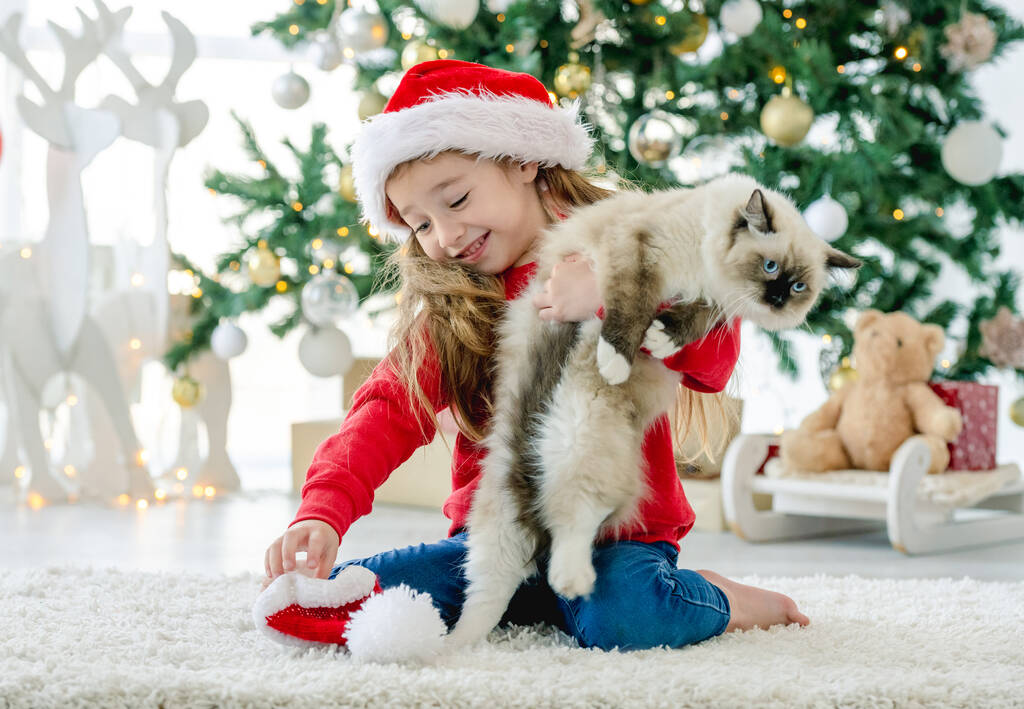 Niña con gato ragdoll en tiempo de Navidad - Foto, Imagen