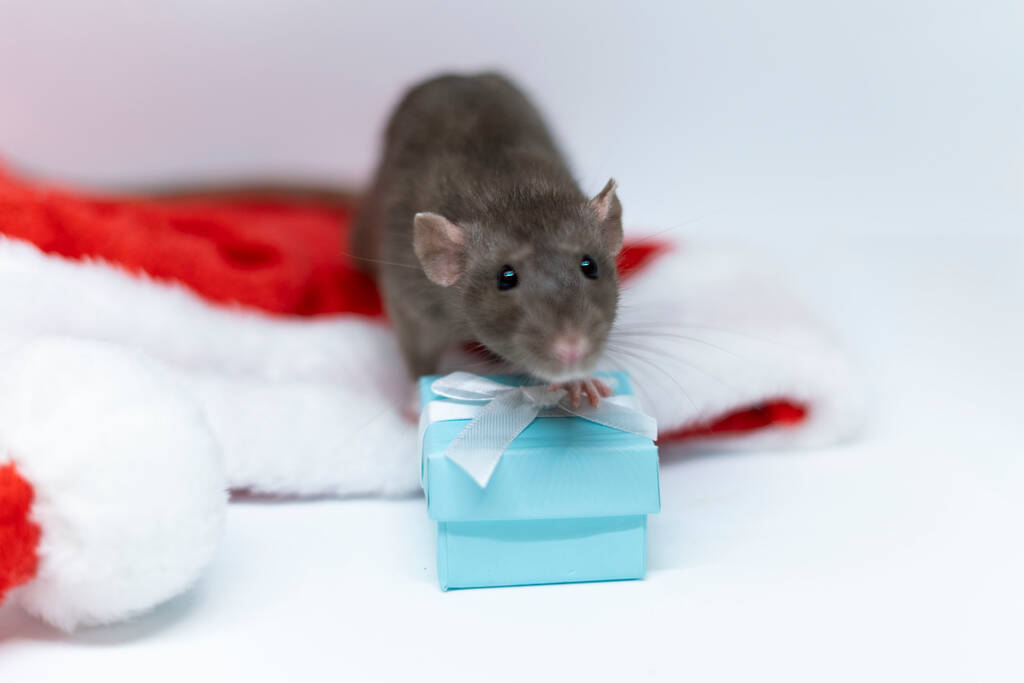 Mignon rat décoratif avec une boîte bleue, assis sur un chapeau de Noël rouge - Photo, image
