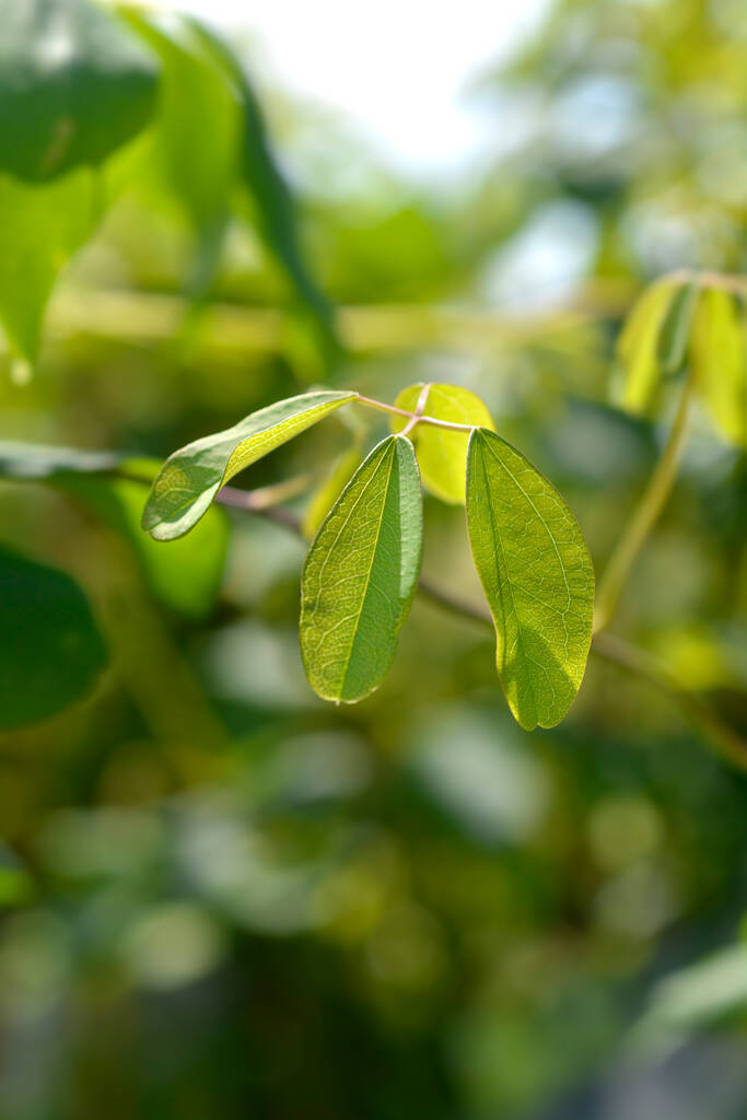 П'ятилистові листочки акебії - латинська назва - Akebia quinata - Фото, зображення
