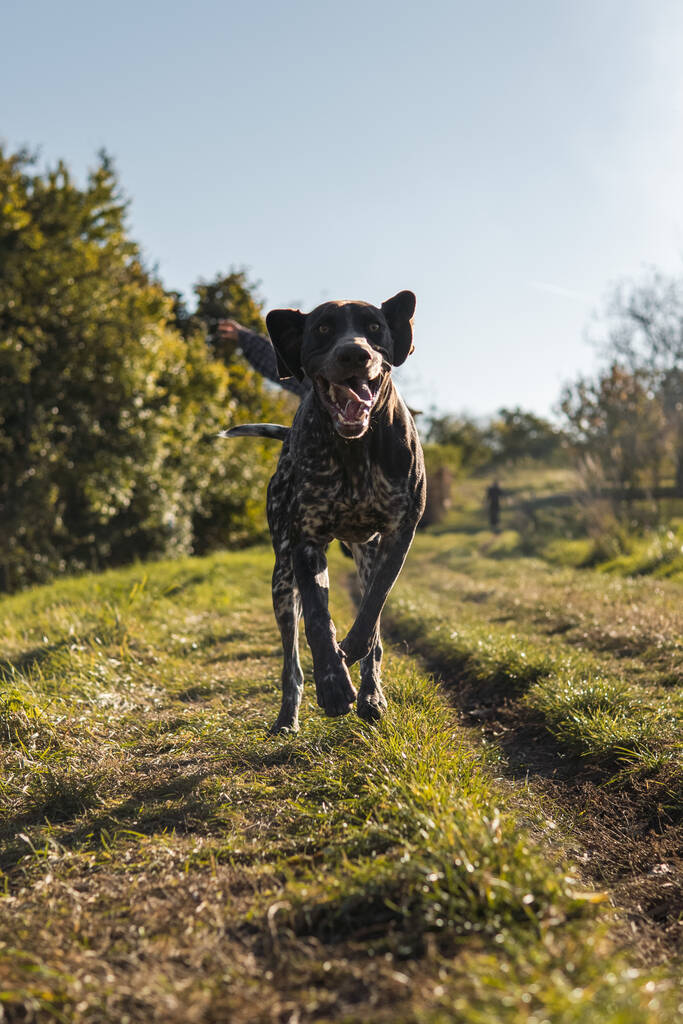 A cute and playful German Shorthaired Pointer in the park - Fotografie, Obrázek