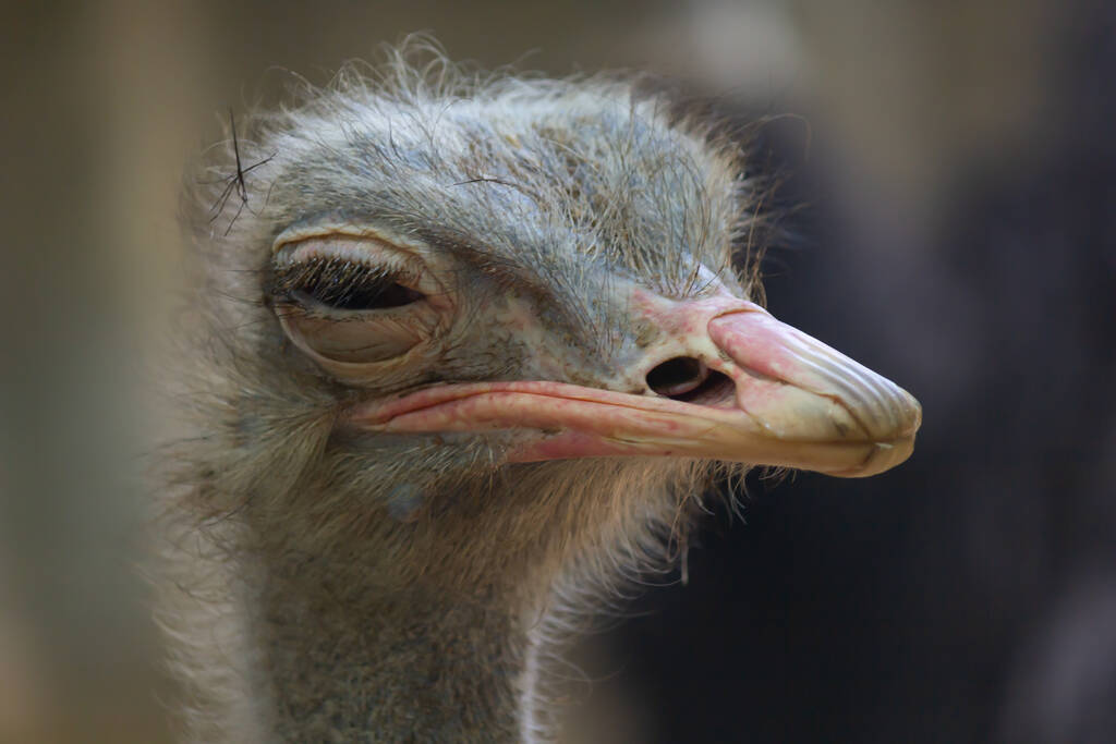 Μια επιλεκτική φωτογραφία του προσώπου μιας στρουθοκαμήλου. - Φωτογραφία, εικόνα