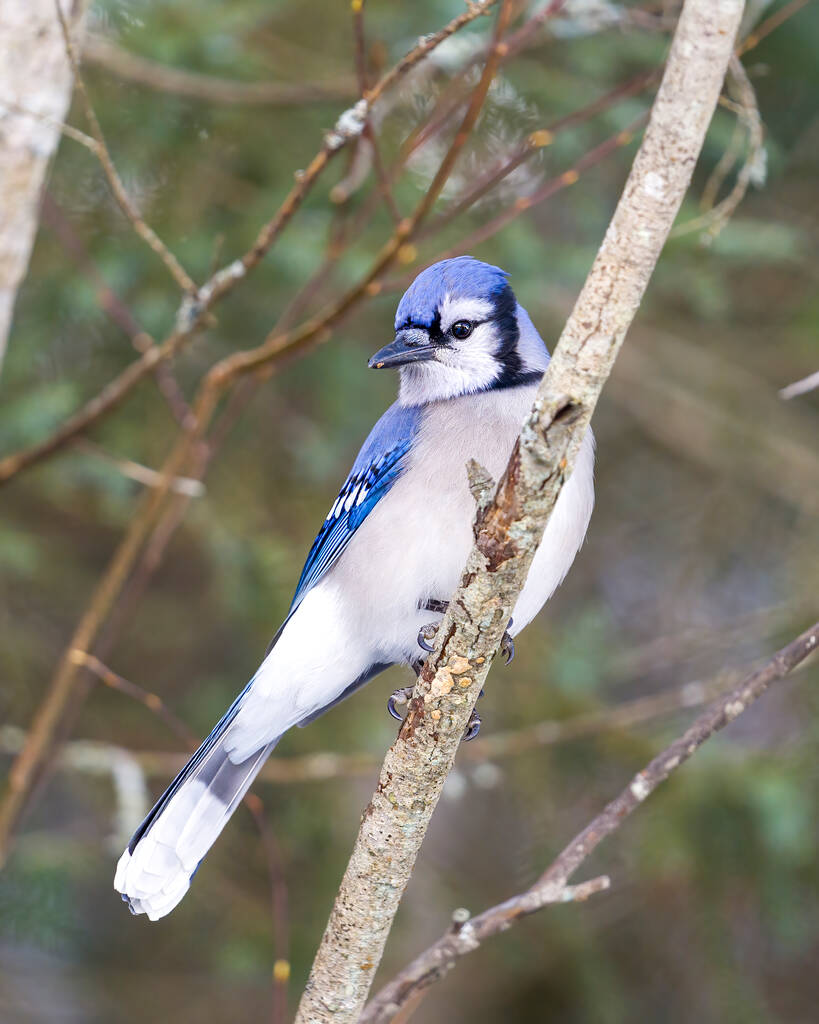 Blue Jay ptak zbliżenie, usiadł na gałęzi z zamazanym tle lasu w środowisku leśnym i siedliska otaczającego wyświetlające niebieskie skrzydła pióro upierzenie. Zdjęcie. Portret. - Zdjęcie, obraz