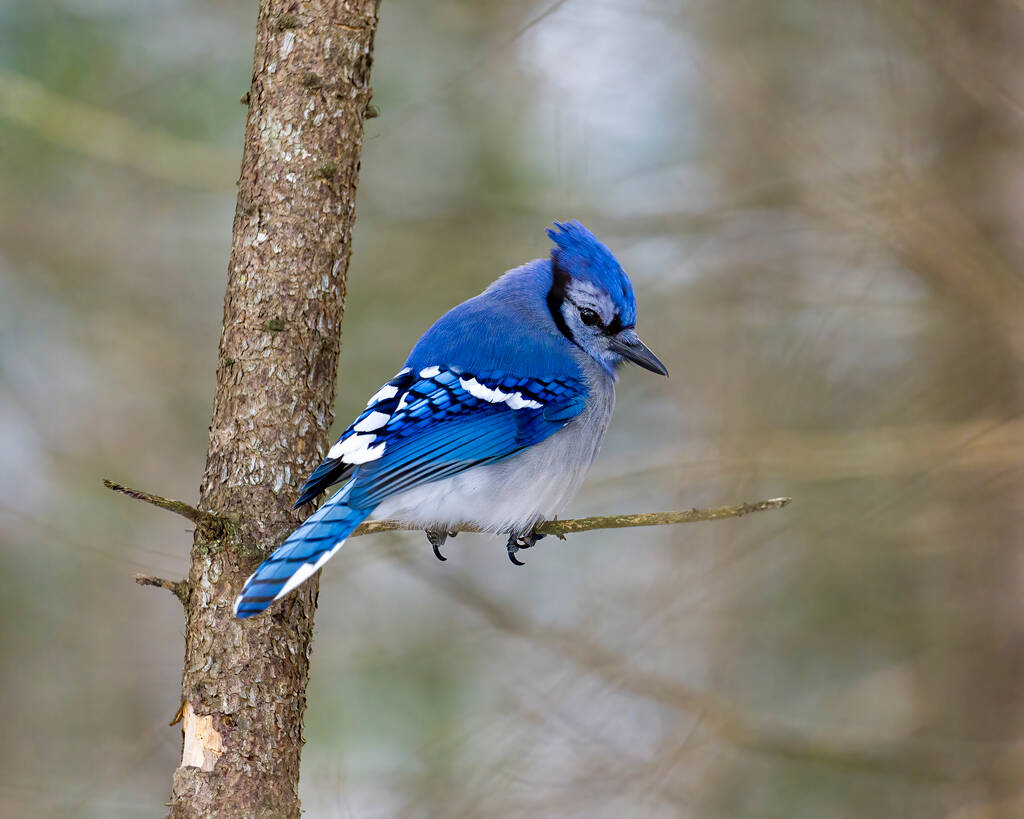 Blue Jay pták zblízka, usazený na větvi s rozmazaným lesním pozadím v lesním prostředí a stanoviště kolem zobrazující modré peří peří křídla. Fotka. Portrét. - Fotografie, Obrázek