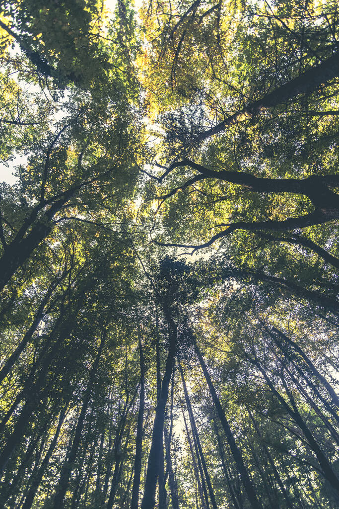 Vertikální záběr rostoucích stromů na slunci - Fotografie, Obrázek