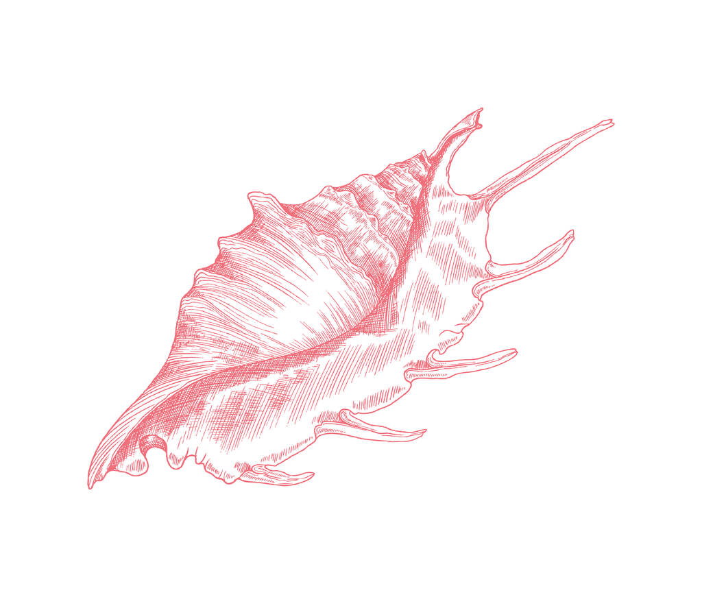 Marine lambis schelp of schelphoorn in de hand getekend schets stijl, vector illustratie geïsoleerd op witte achtergrond. - Vector, afbeelding