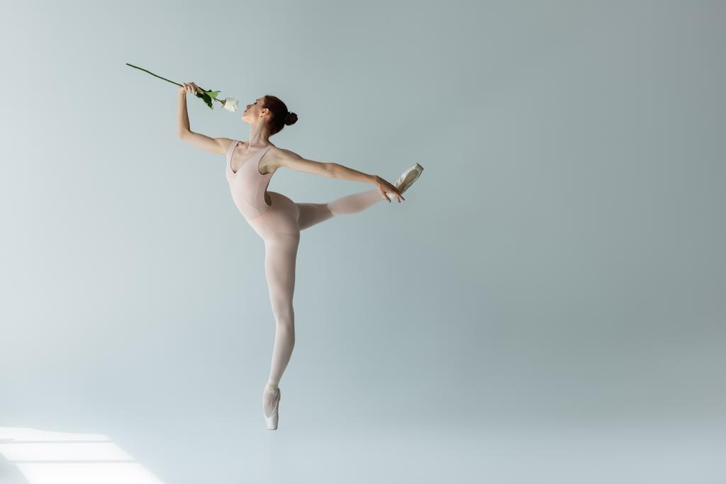 piena lunghezza di ballerina graziosa in body che profuma di rosa mentre balla sul grigio - Foto, immagini